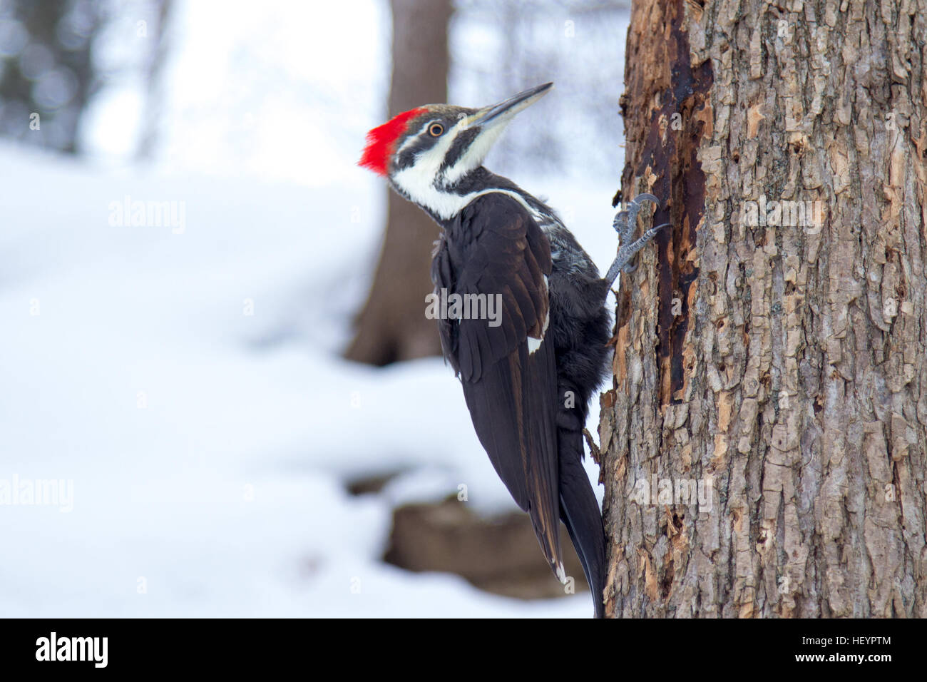 Woodpecker in the snow in Montreal, Quebec Stock Photo