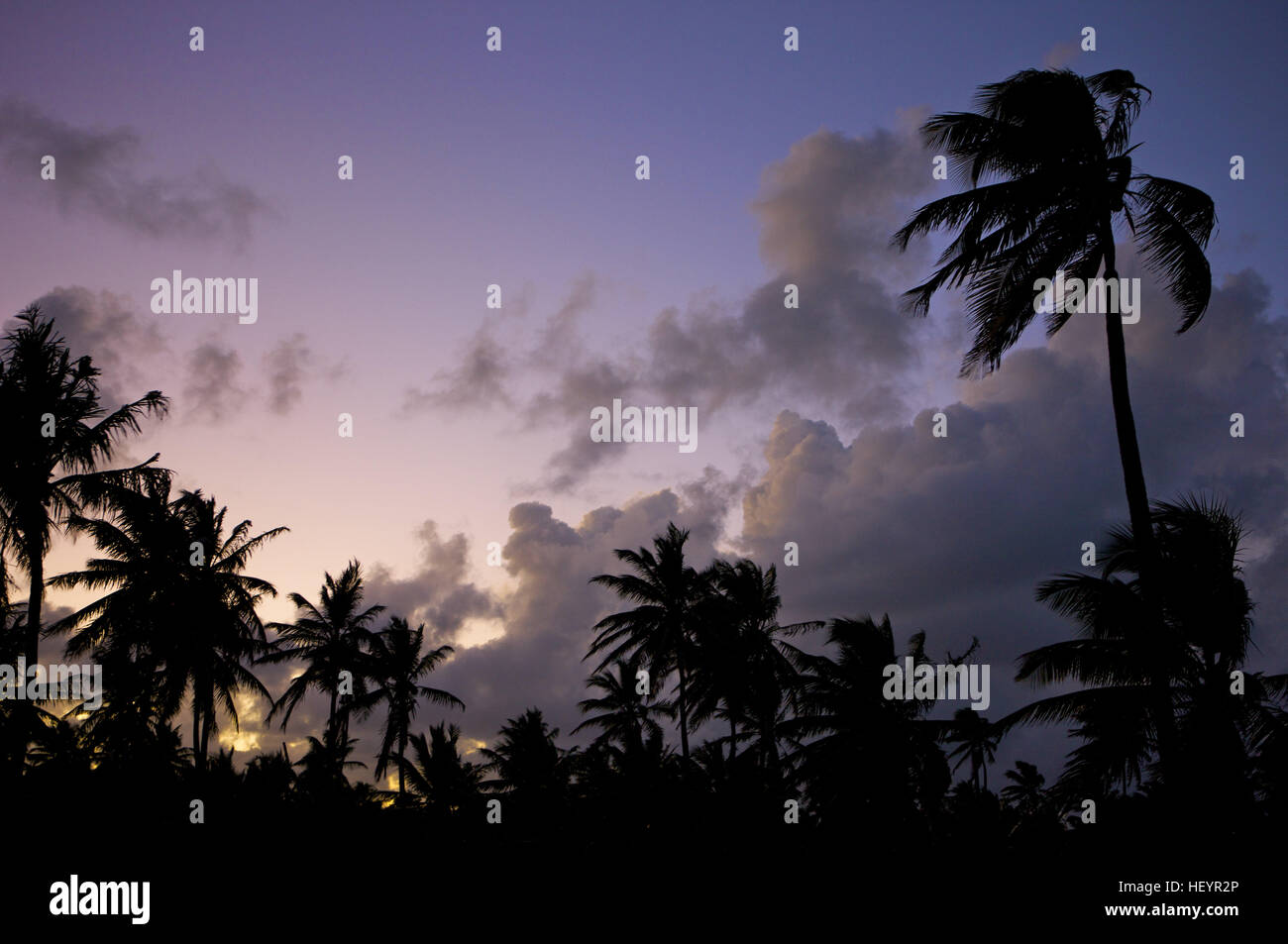 Coconut palms (Cocos nucifera) at dusk, Dominican Republic, Caribbean