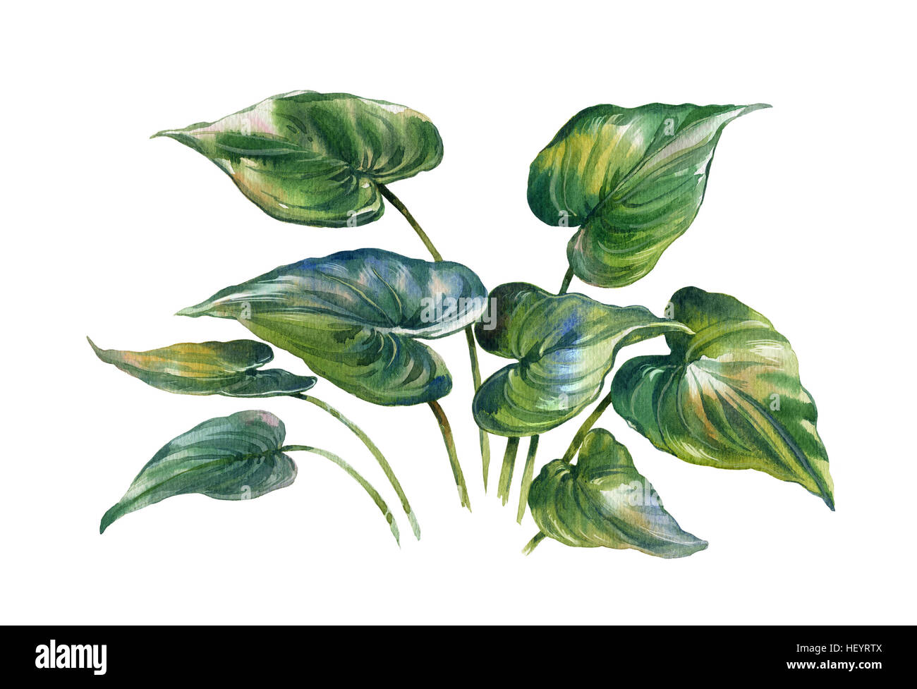 watercolor painting of leaves on white background Stock Photo - Alamy