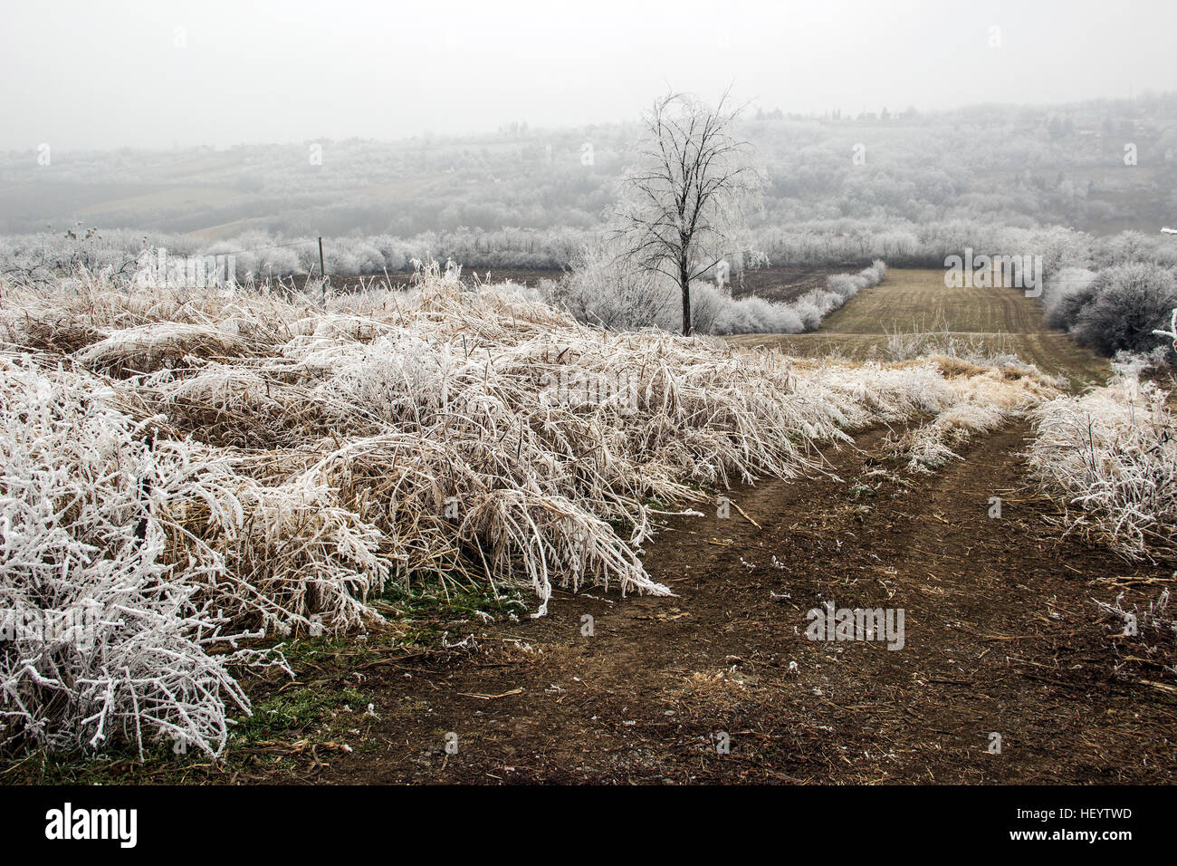 Serbia - Frozen meadows covered in frost Stock Photo