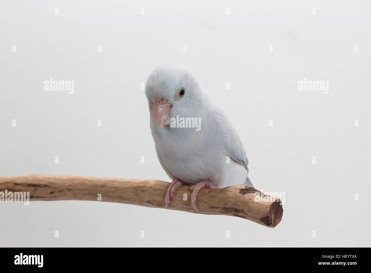 White Forpus on the branch white background Stock Photo