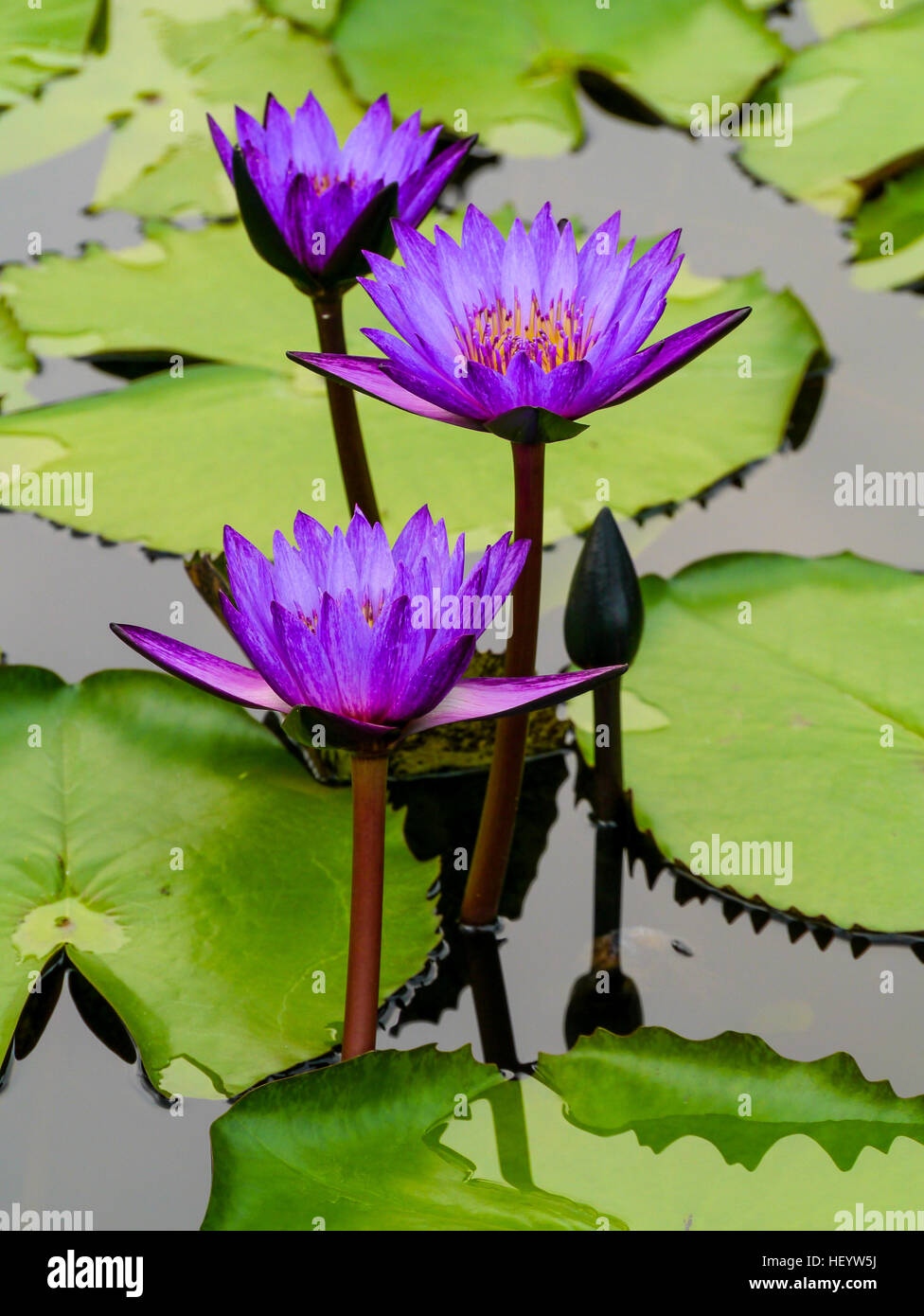 Group of purple lotus flower in the pool in the garden Stock Photo - Alamy