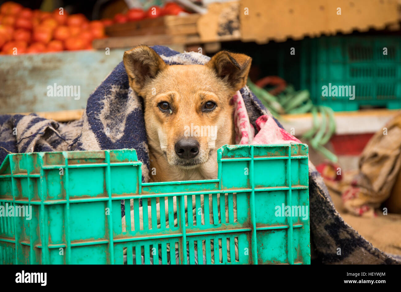 A dog sits in a plastic crate under a blanket Stock Photo Alamy