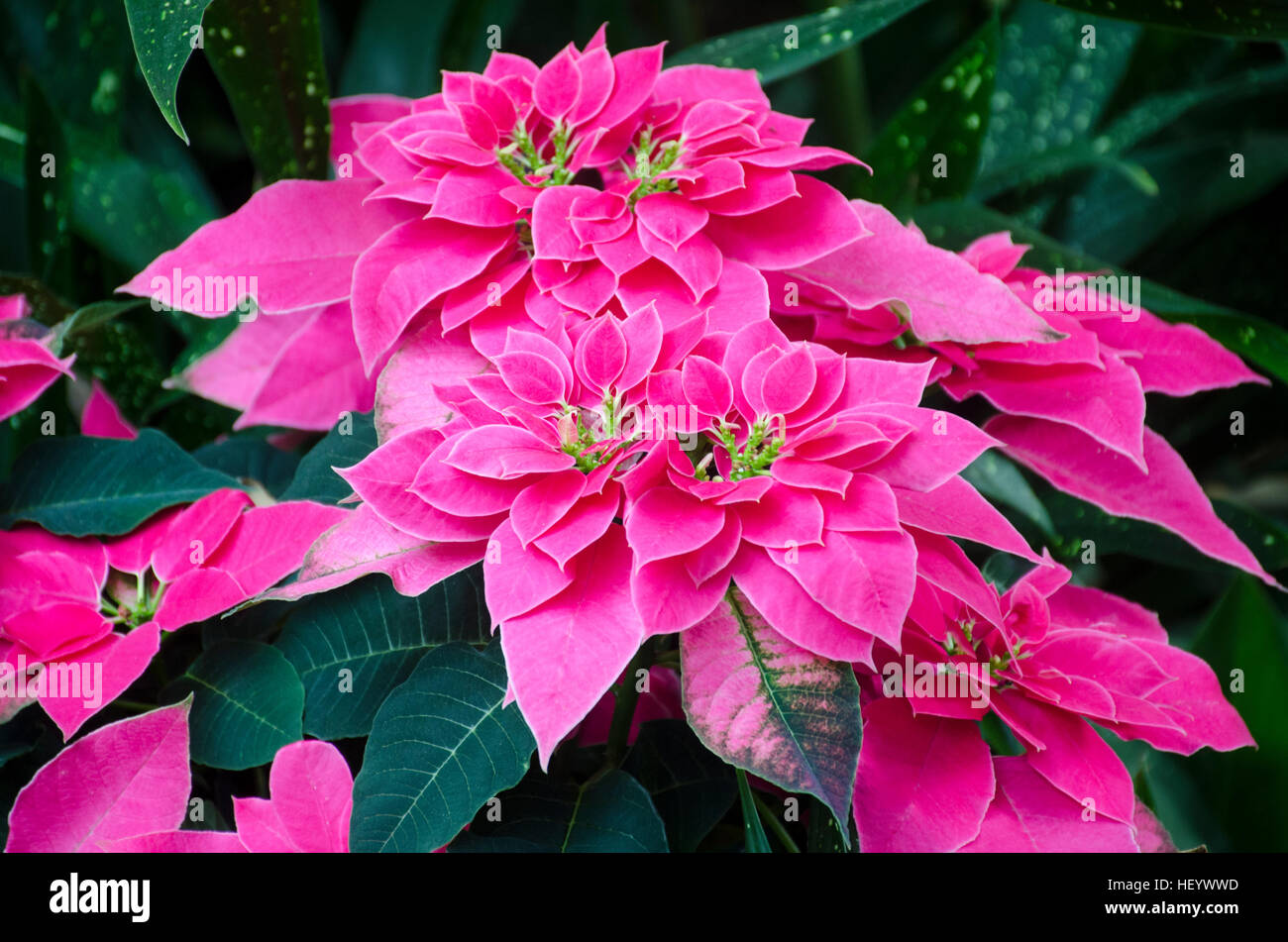 Hot pink poinsettia plant, at the U.S. Botanic Garden in Washington, DC. Stock Photo