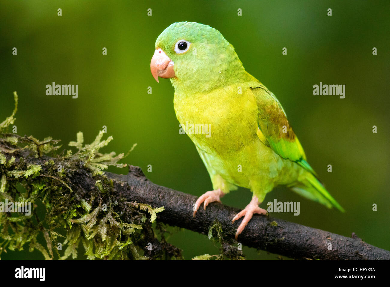 Orange-chinned Parakeet - Boca Tapada, San Carlos, Costa Rica Stock Photo