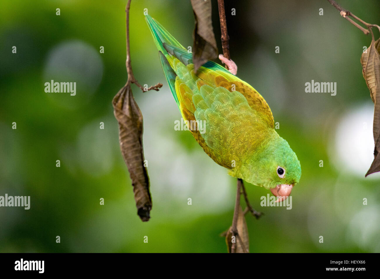 Orange-chinned Parakeet - Boca Tapada, San Carlos, Costa Rica Stock Photo