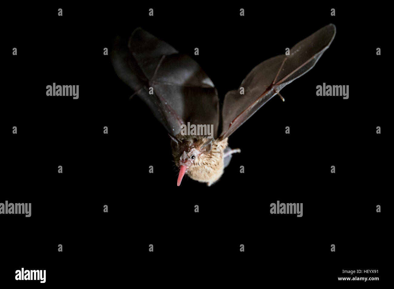 Nectar-Feeding Bats - La Laguna del Lagarto Lodge - Boca Tapada, San Carlos, Costa Rica Stock Photo