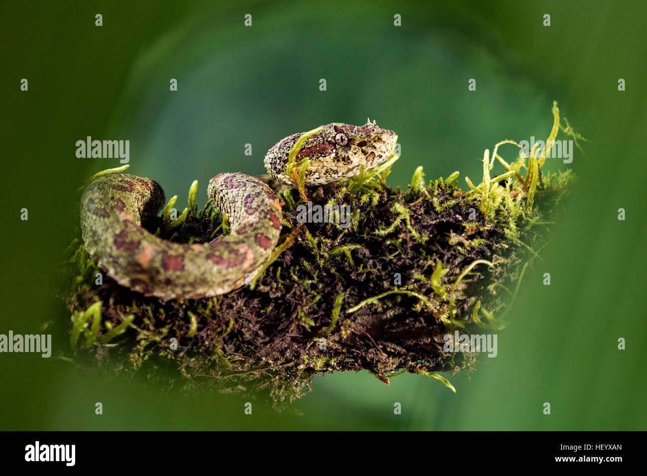 Eyelash Viper (Bothriechis schlegelii) - Laguna del Lagarto Lodge, Boca Tapada, Costa Rica [Controlled Specimen] Stock Photo