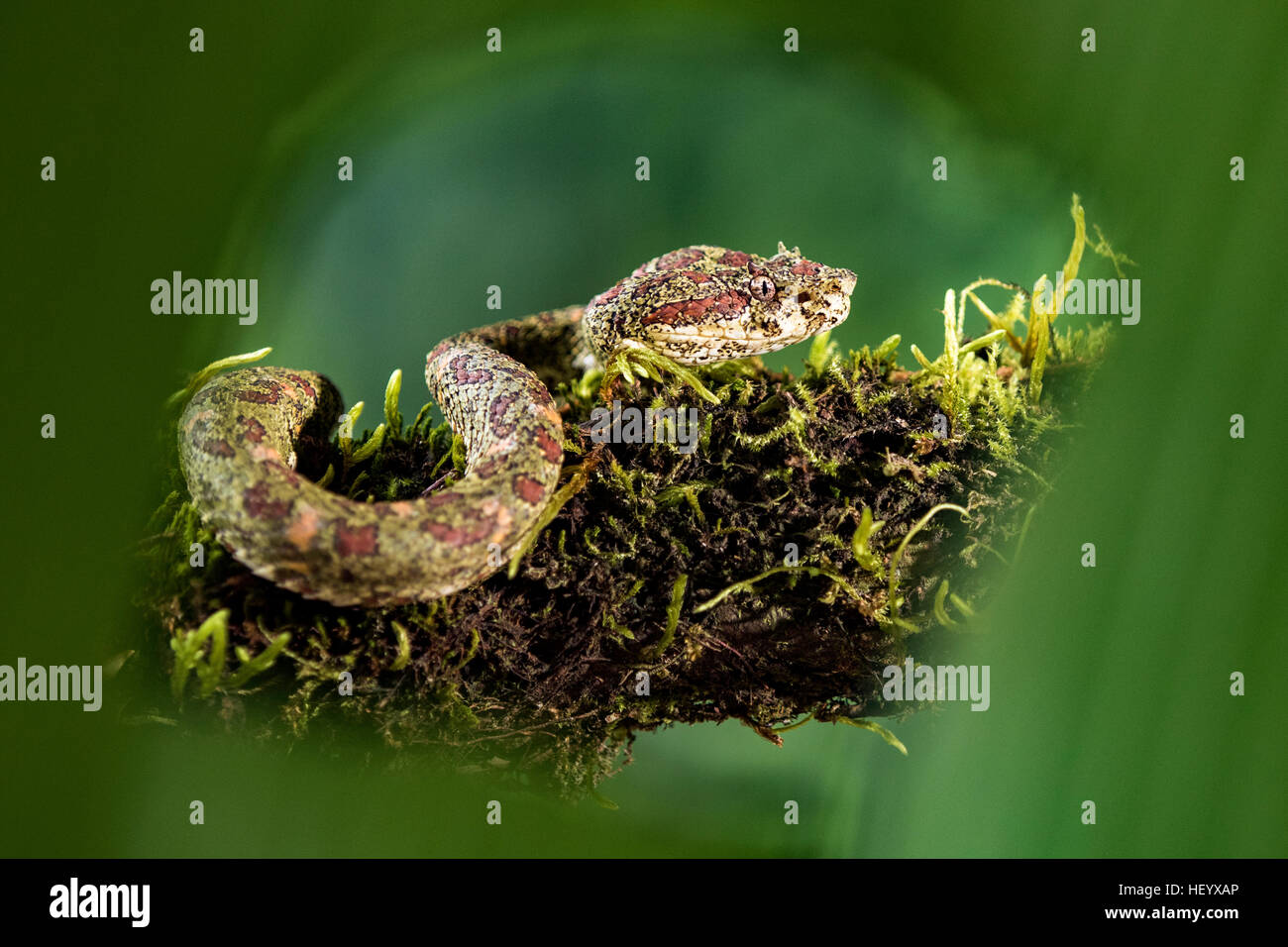 Schleg hi-res stock photography and images - Alamy