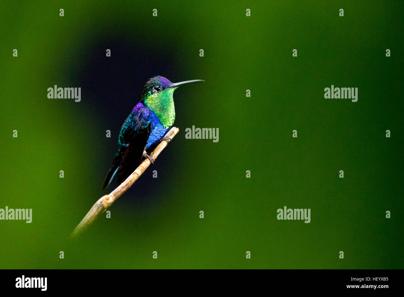 Violetcrowned Woodnymph male (Thalurania colombica colombica) Boca