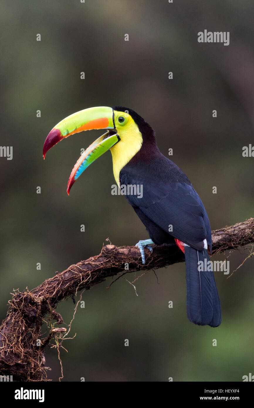 Keel-billed Toucan - La Laguna del Lagarto Lodge - Boca Tapada, San Carlos, Costa Rica Stock Photo