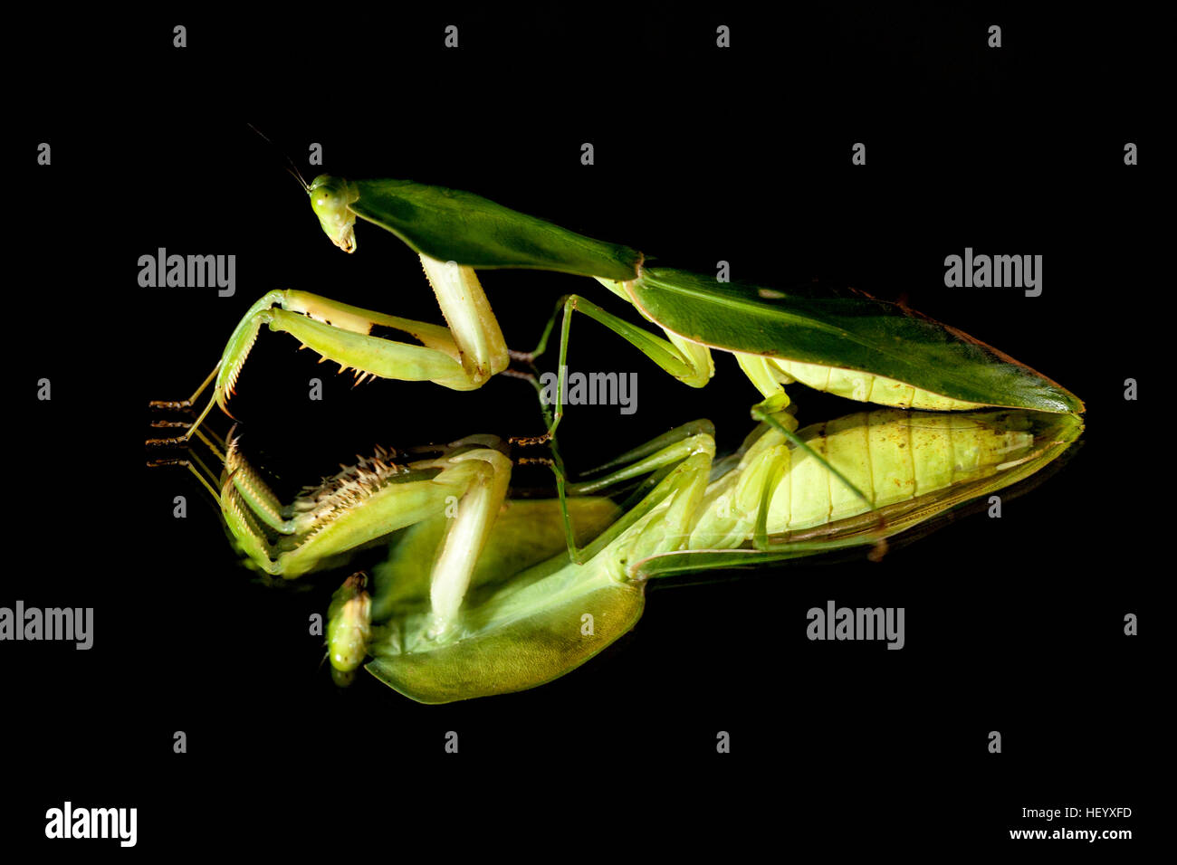 Green Leaf-mimic Praying Mantis - Laguna del lagarto Lodge, Boca Tapada; Costa Rica [Controlled Specimen] Stock Photo