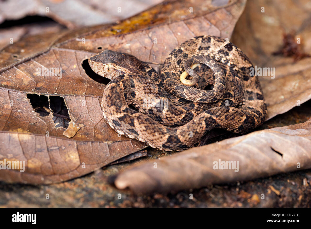 Fer De Lance Bothrops Asper Laguna Del Lagarto Lodge Boca Tapada Costa Rica Controlled Specimen Stock Photo Alamy