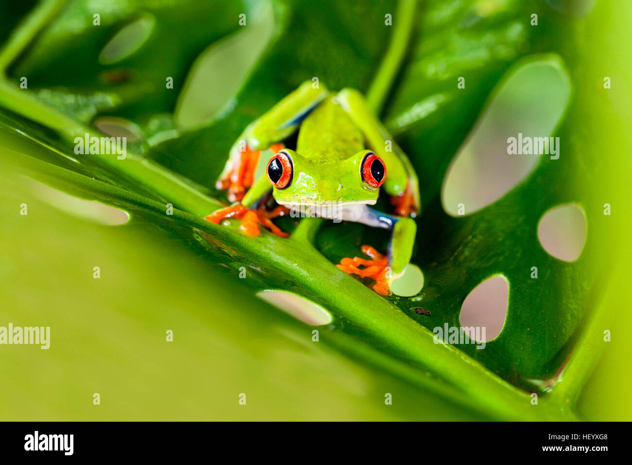 Red-eyed Tree Frog - La Laguna del Lagarto Lodge - Boca Tapada, San Carlos, Costa Rica [Controlled Specimen] Stock Photo