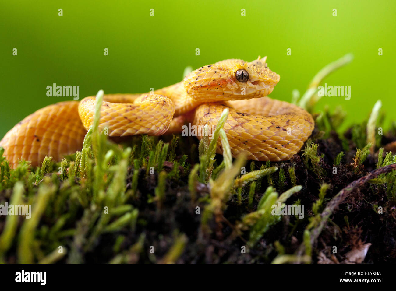 Eyelash Viper (Bothriechis schlegelii) - Laguna del Lagarto Lodge, Boca Tapada, Costa Rica [Controlled Specimen] Stock Photo