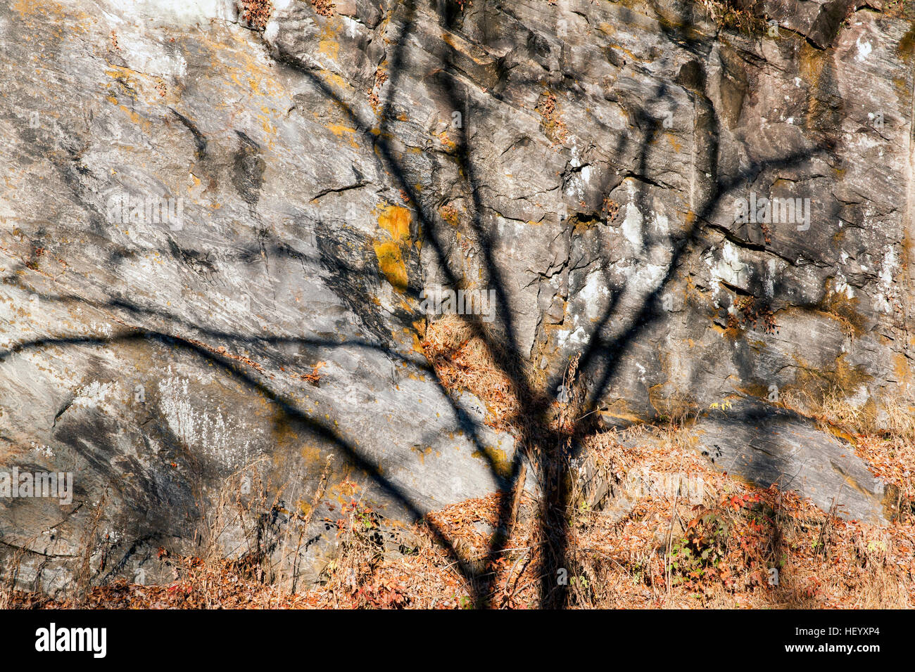 Tree Shadow on Rock Wall - Pisgah National Forest - Brevard, North Carolina, USA Stock Photo