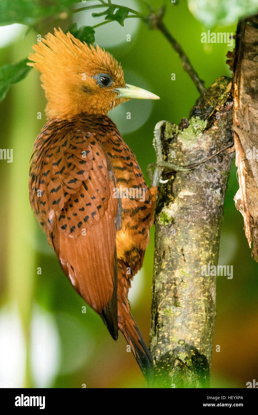 Chestnut-colored Woodpecker female (Celeus castaneus) - Boca Tapada, San Carlos, Costa Rica Stock Photo