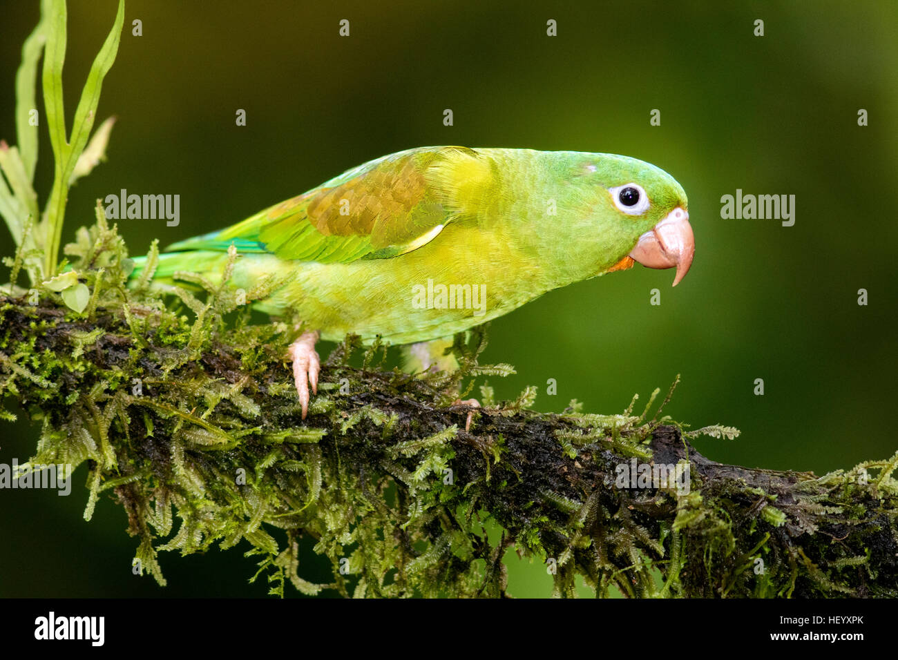 Orange-chinned Parakeet - Boca Tapada, San Carlos, Costa Rica Stock Photo