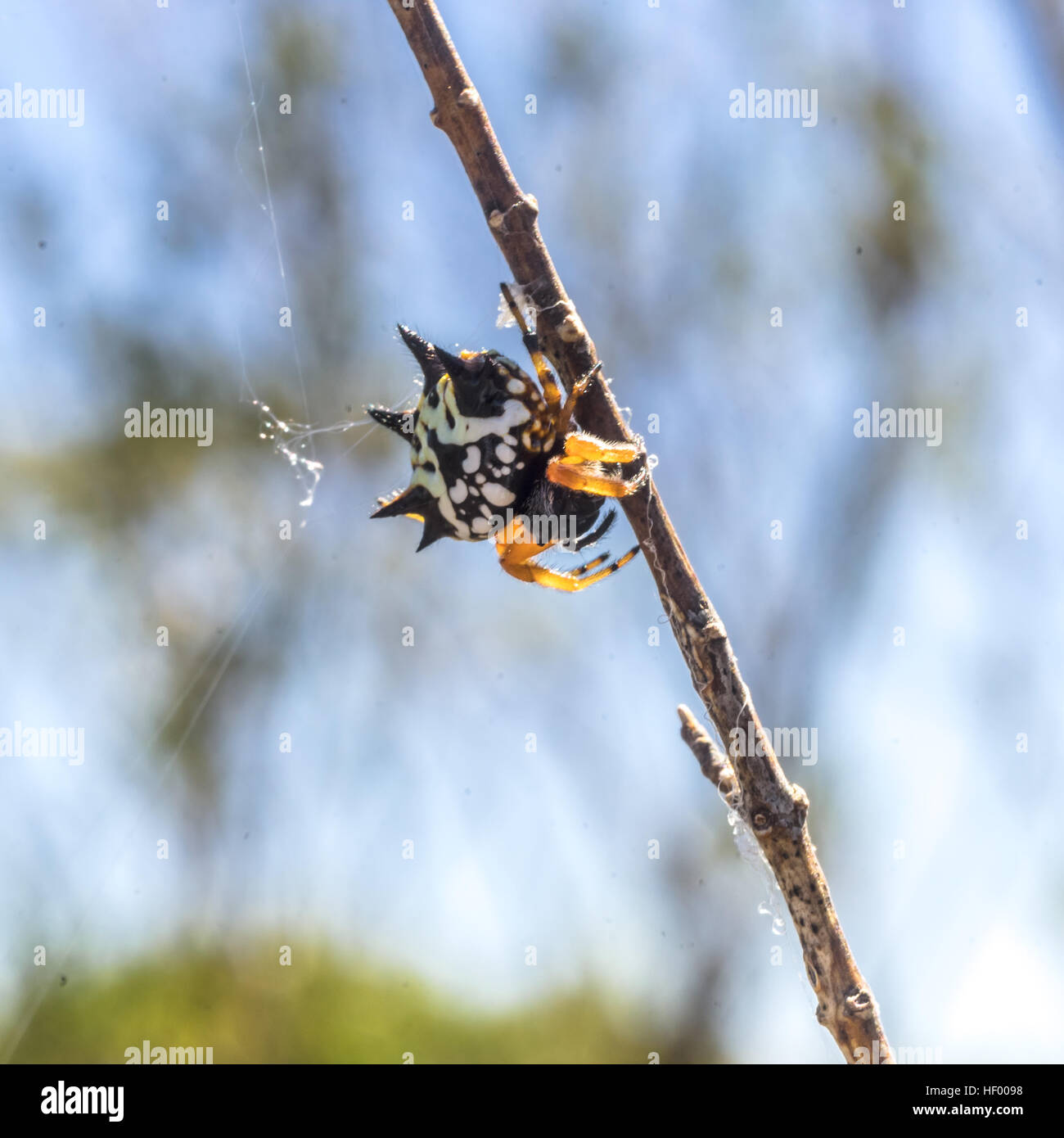 Underside of an Australian Jewel Spider (Austracantha minax) in Para Wirra Conservation Park, South Australia, Australia Stock Photo