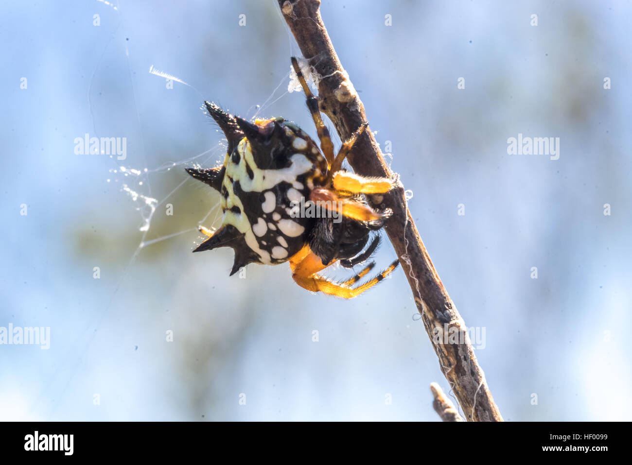 Underside of an Australian Jewel Spider (Austracantha minax) in Para Wirra Conservation Park, South Australia, Australia Stock Photo