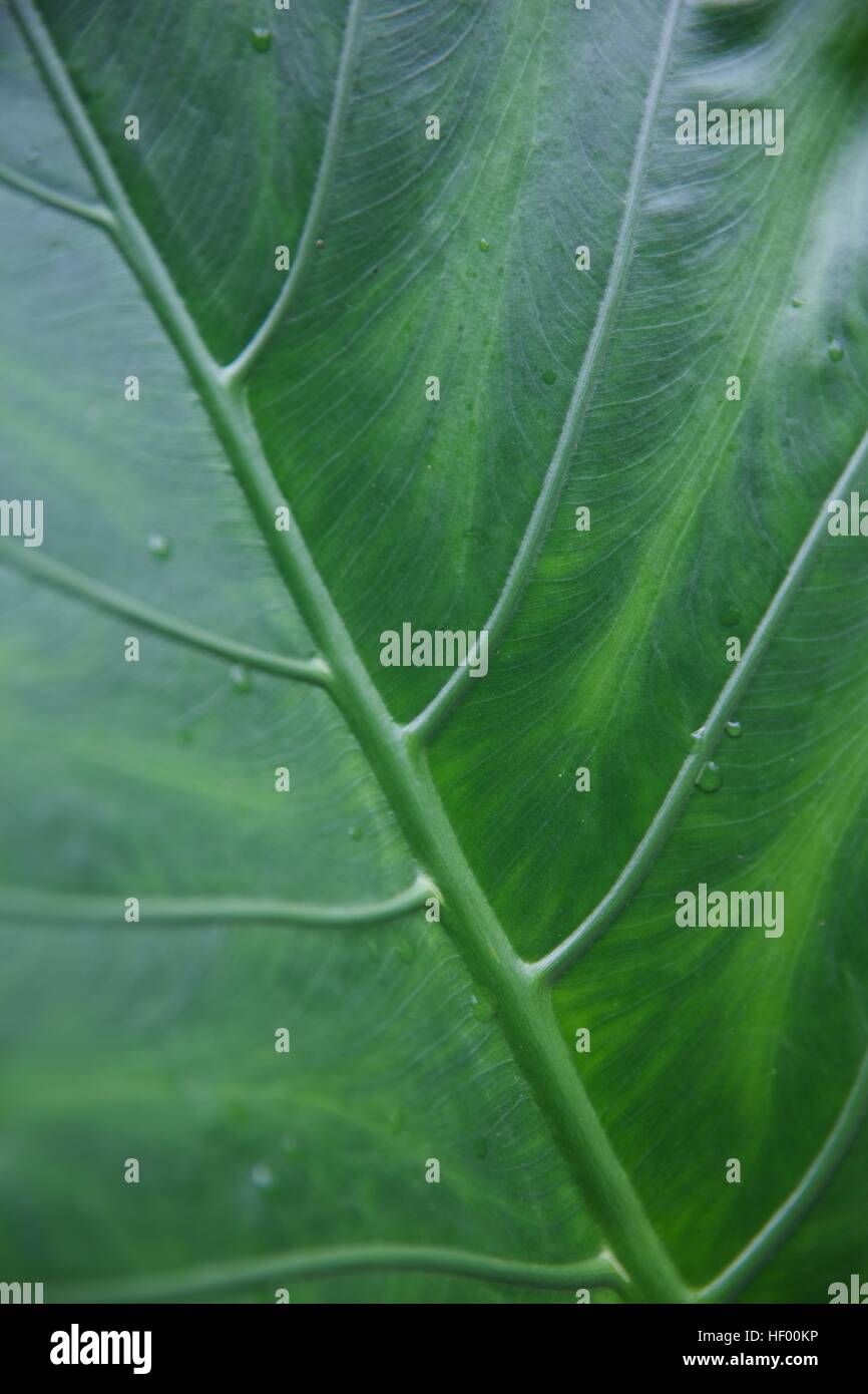 Green tropical leaf hi-res stock photography and images - Alamy