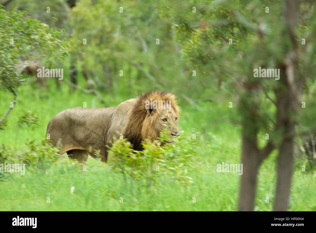 South Africa safari lion mane wildlife nature game reserve green