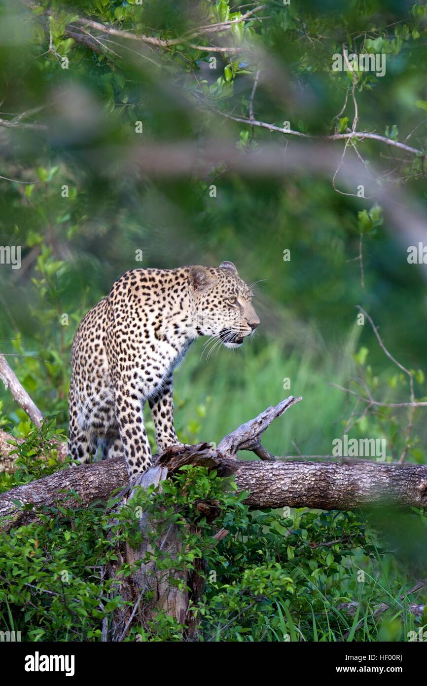 Kruger national park leopard safari wildlife female mother Stock Photo