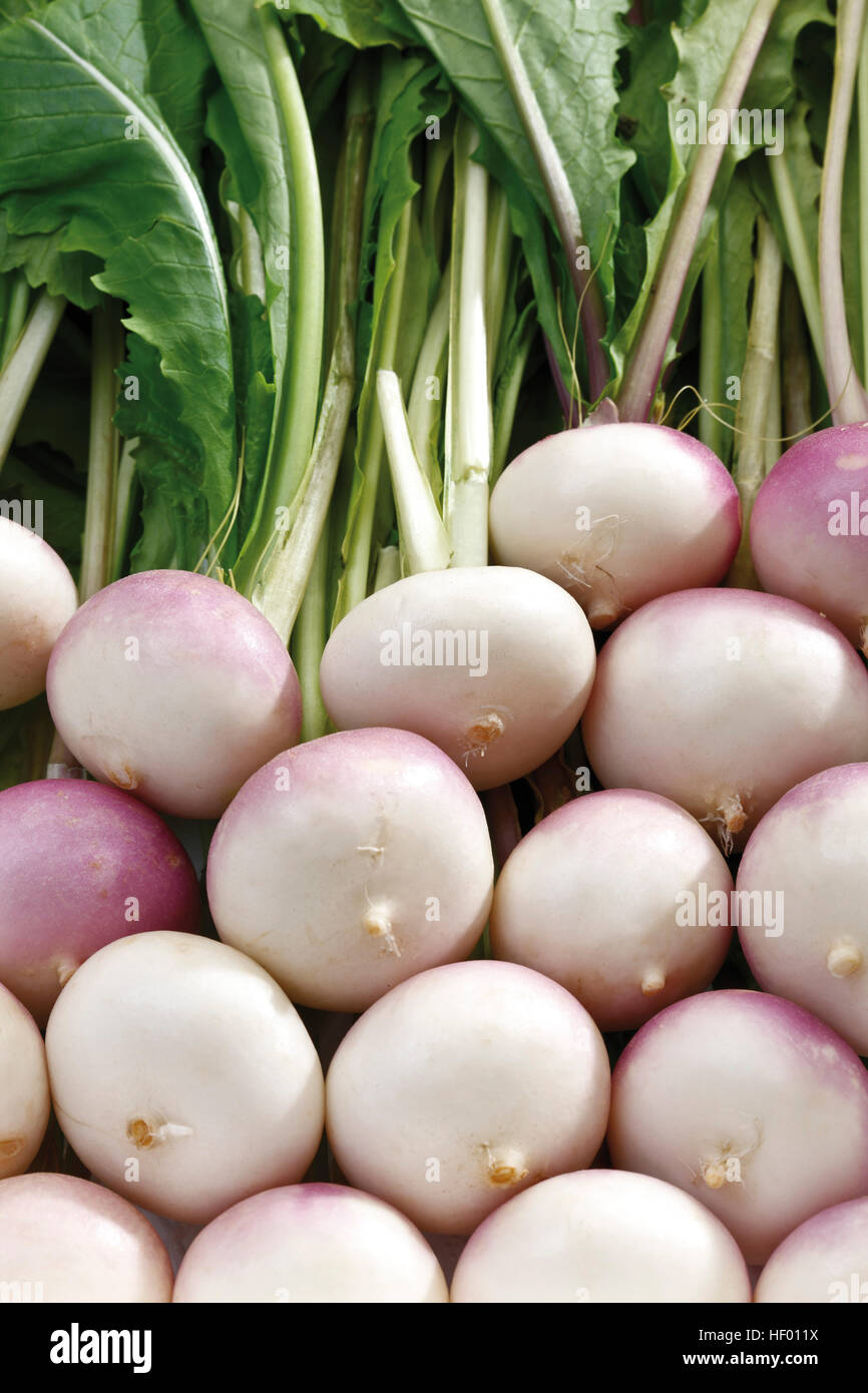 Small Teltow turnips, Teltower turnips Stock Photo