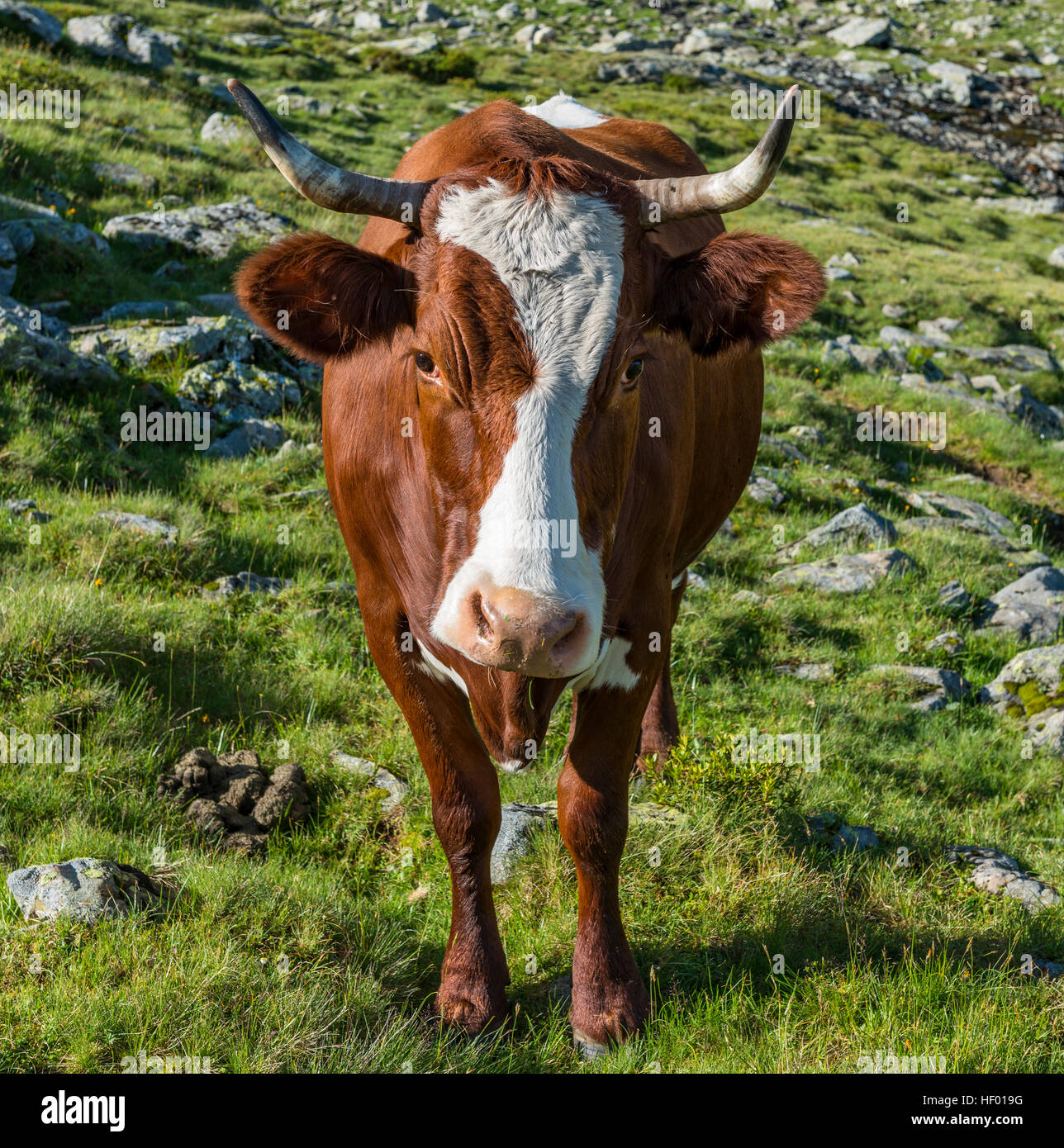 Cow on pasture in rocky grasslands, Schladming Tauern, Austrian Central Alps, Schladming, Styria, Austria Stock Photo