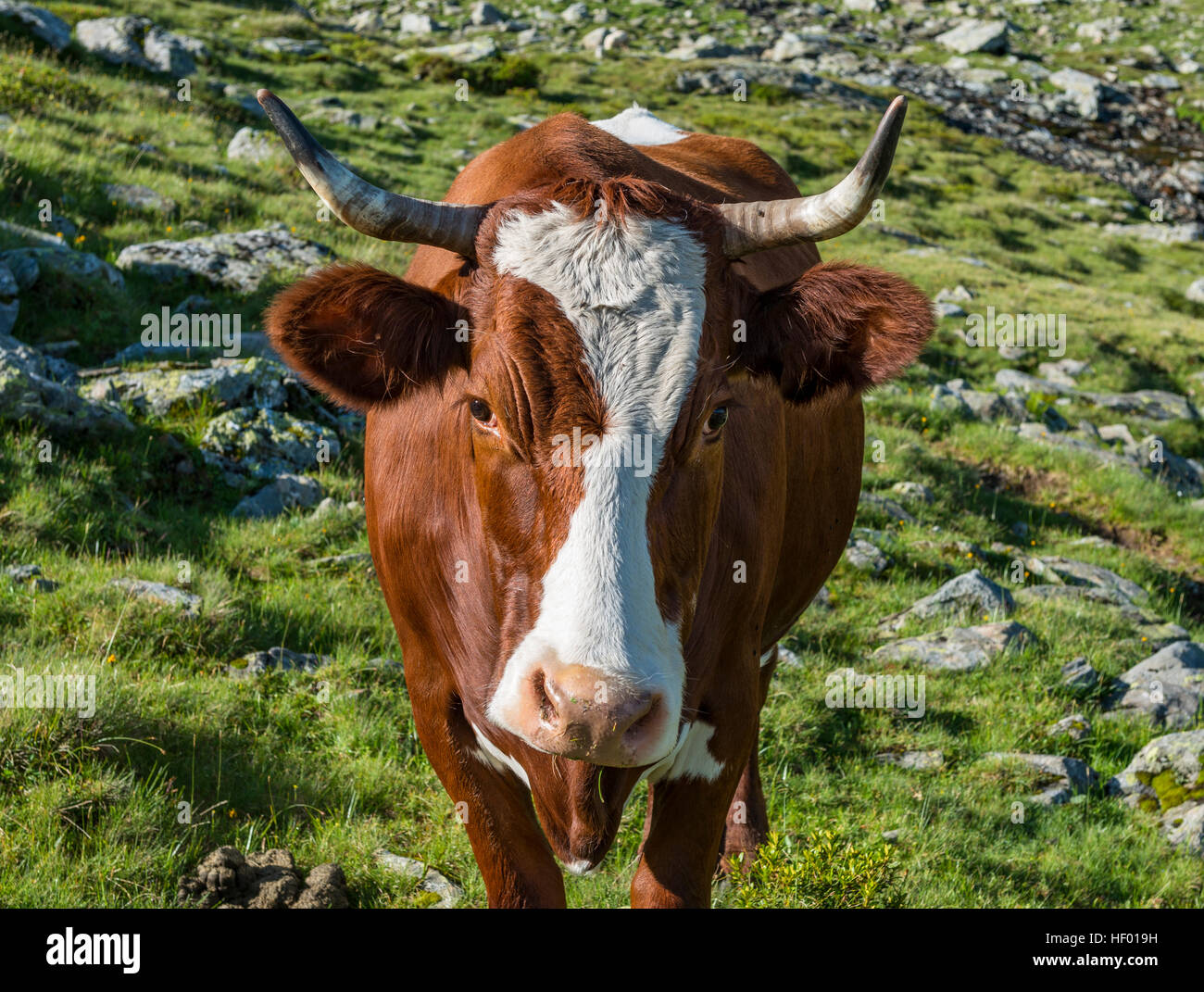 Cow on pasture in rocky grasslands, Schladming Tauern, Austrian Central Alps, Schladming, Styria, Austria Stock Photo