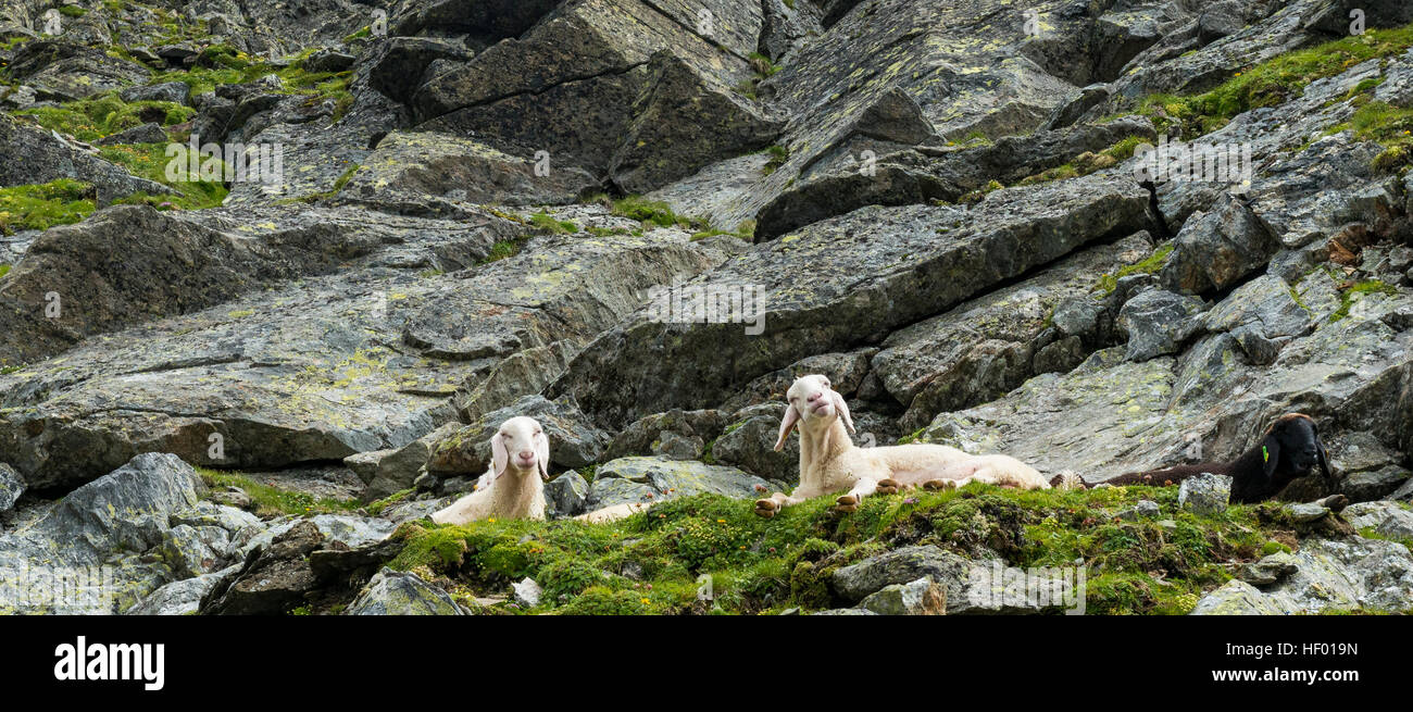 Two sheep resting on a steep slope in rocky terrain, Schladming Tauern, Schladming, Styria, Austria Stock Photo