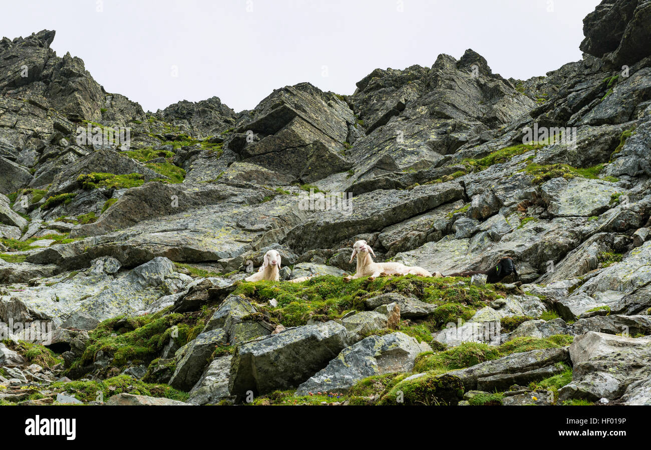 Two sheep resting on a steep slope in rocky terrain, Schladming Tauern, Schladming, Styria, Austria Stock Photo