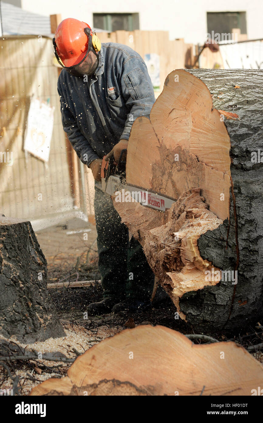 Robin Wood environmental activists were removed from a 300-year-old tree that was chopped down in order to build new bridge Stock Photo