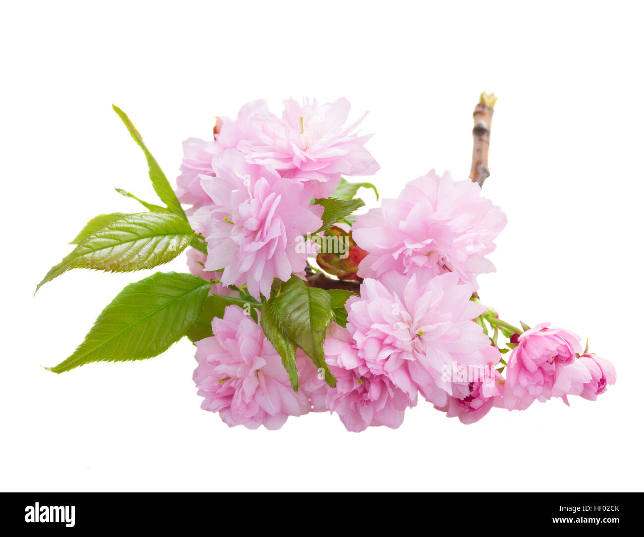 twig of pink spring flowers Stock Photo