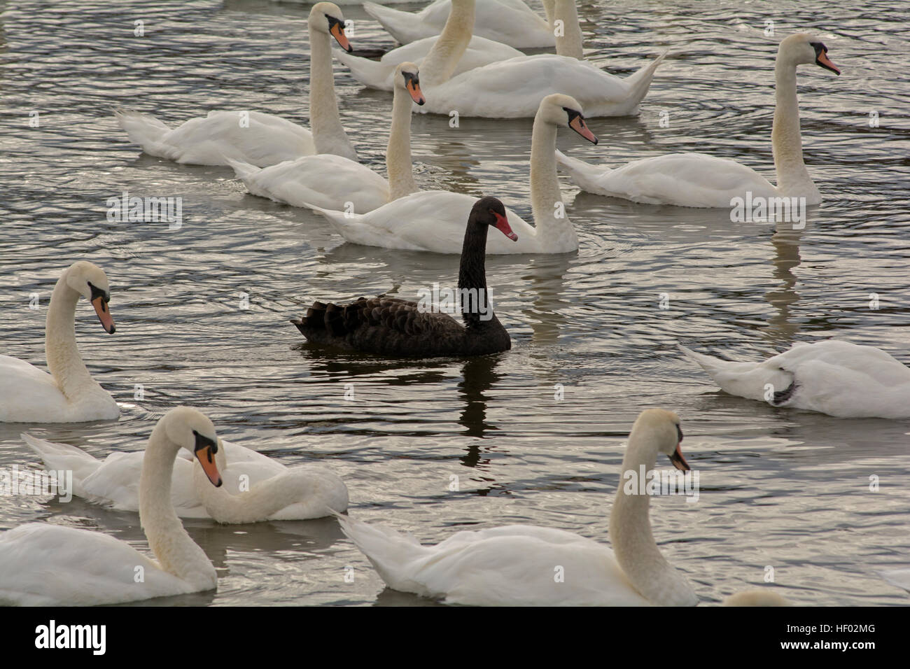 Black swan among a flock of white mute swans Stock Photo