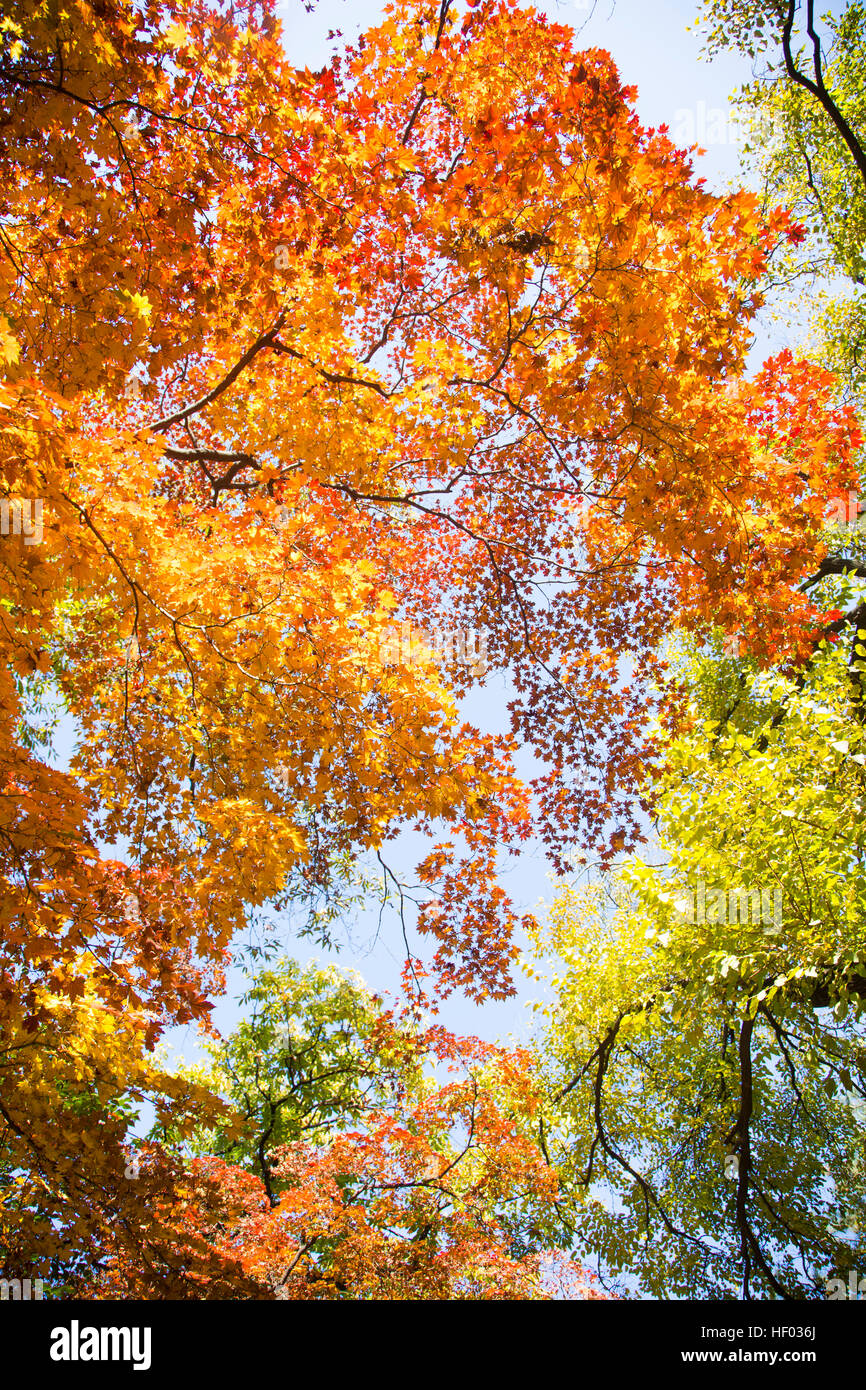 The scenery of Autumn Stock Photo - Alamy