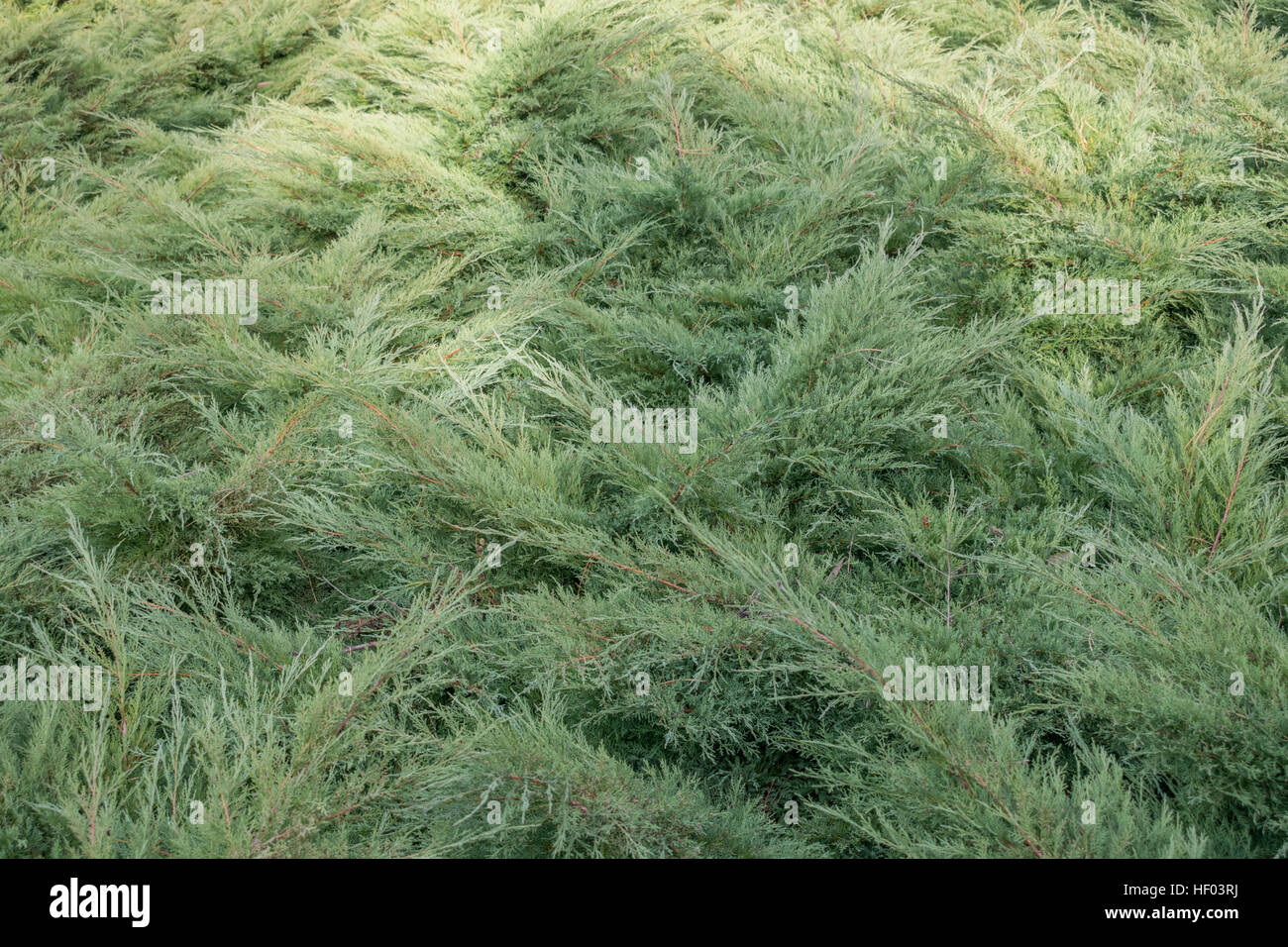 Nice evergreen bush pattern Stock Photo Alamy