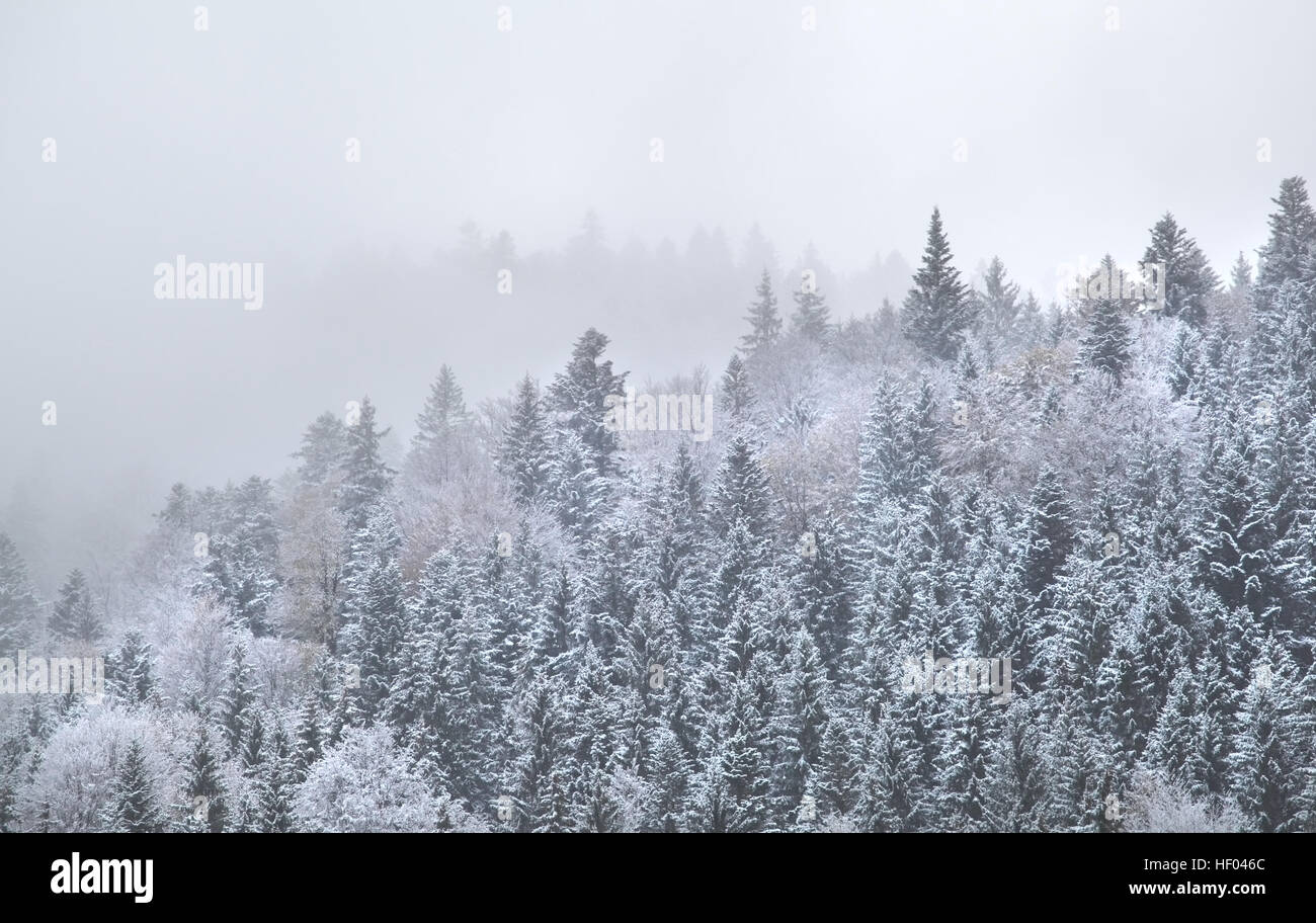 snowy mountain forest in dense winter fog Stock Photo - Alamy