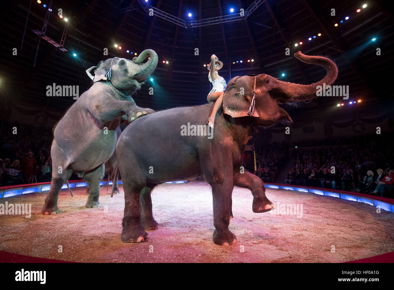 клетки с животными в цирке. цирк на фонтанке животные. цирк с животными. слон в цирке. цирк тигры и львы.