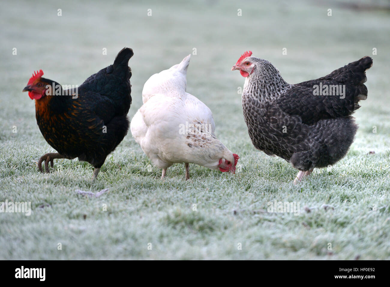 Chickens scratching in frosty grass Stock Photo Alamy
