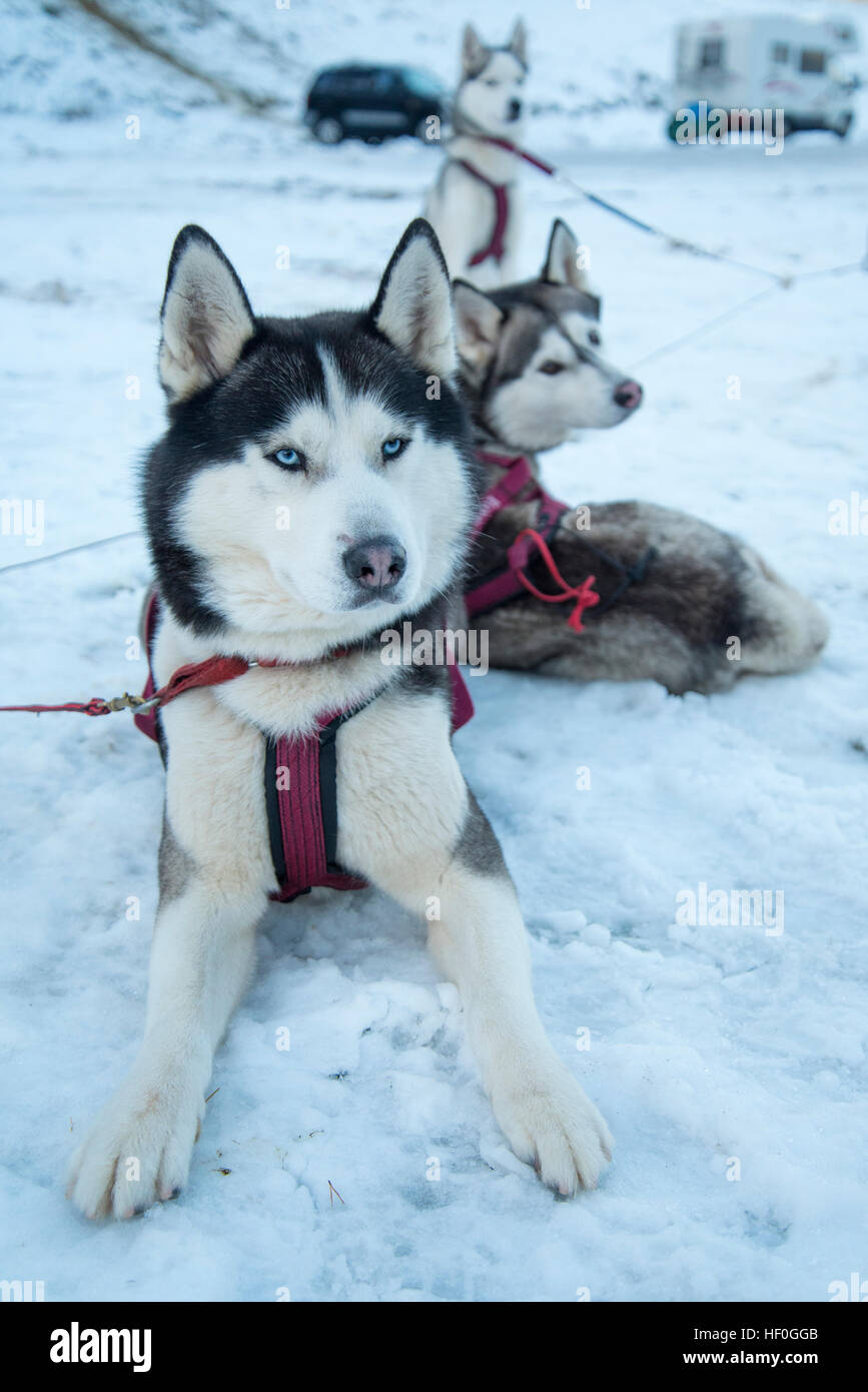 Husky sled dogs resting after racing through Cairngorms National Park ...