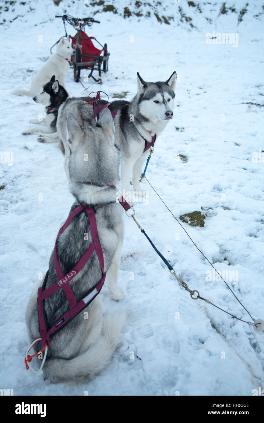 Husky sled dogs resting after racing through Cairngorms National Park ...