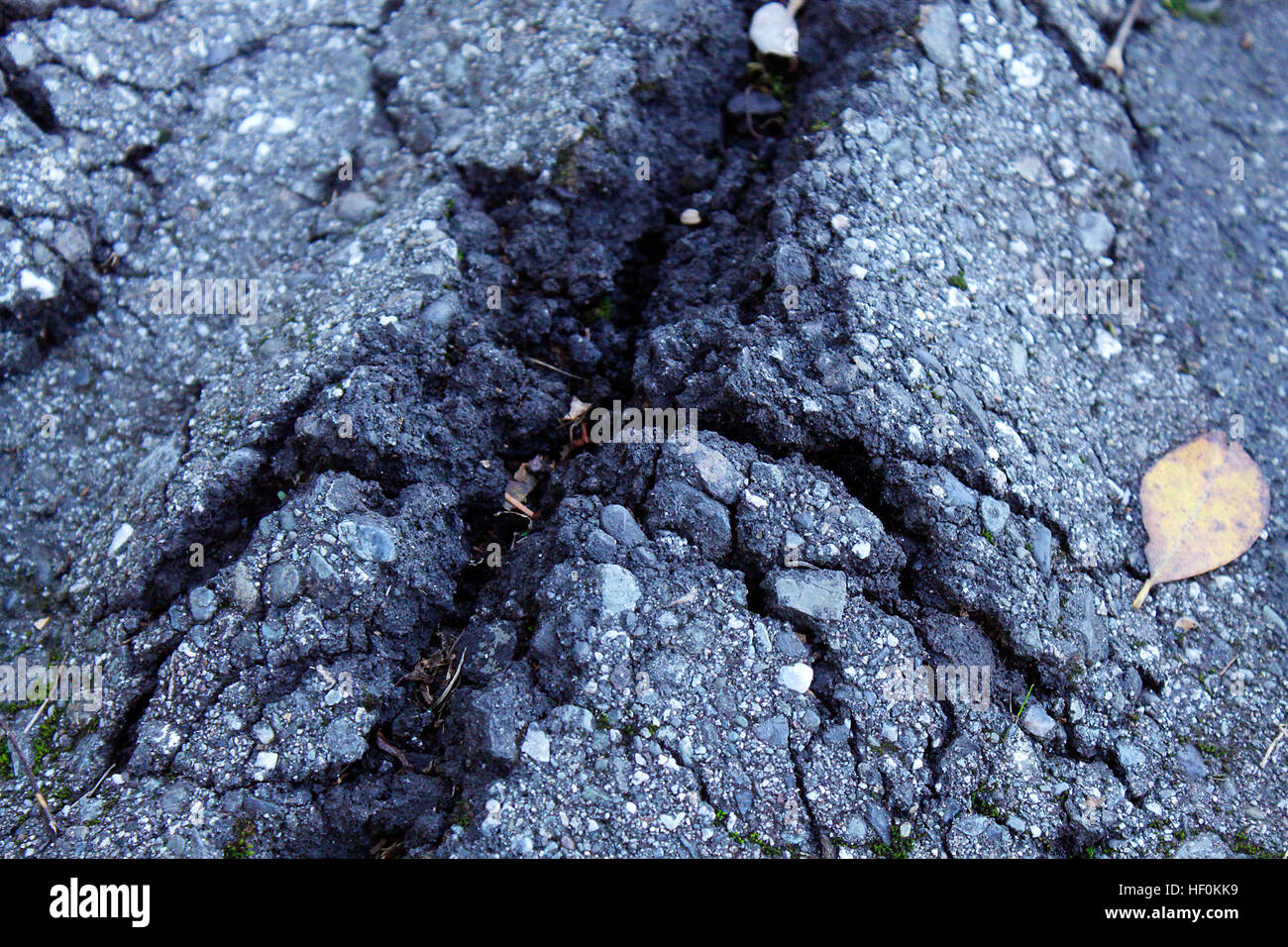 Close up of a crack in the asphalt sidewalk from tree roots. Stock Photo