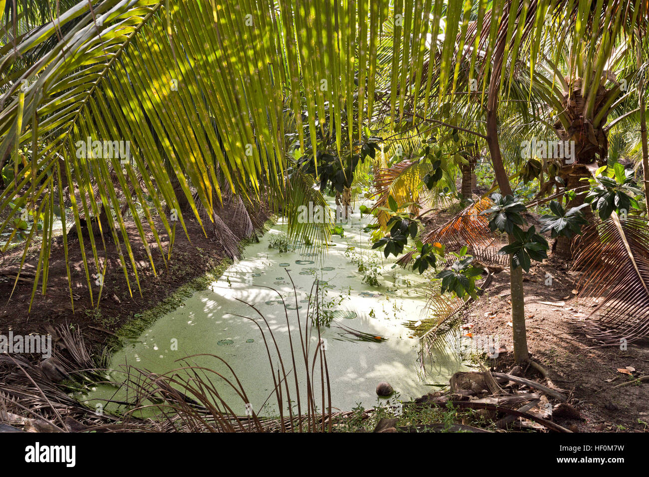 Green algae floats on the surface of an irrigation canal in a coconut cultivation area near Bangkok, Thailand Stock Photo