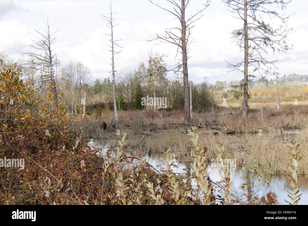 Trees submerged in lake hi-res stock photography and images - Alamy