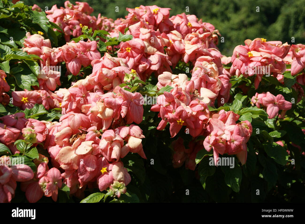 Mussaenda philippica Stock Photo