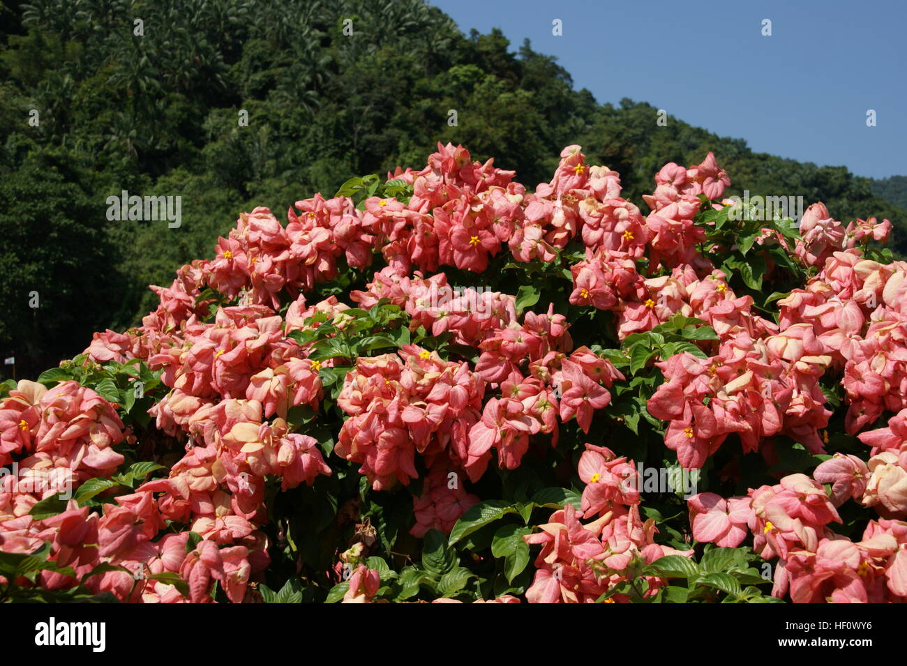 Mussaenda philippica Stock Photo