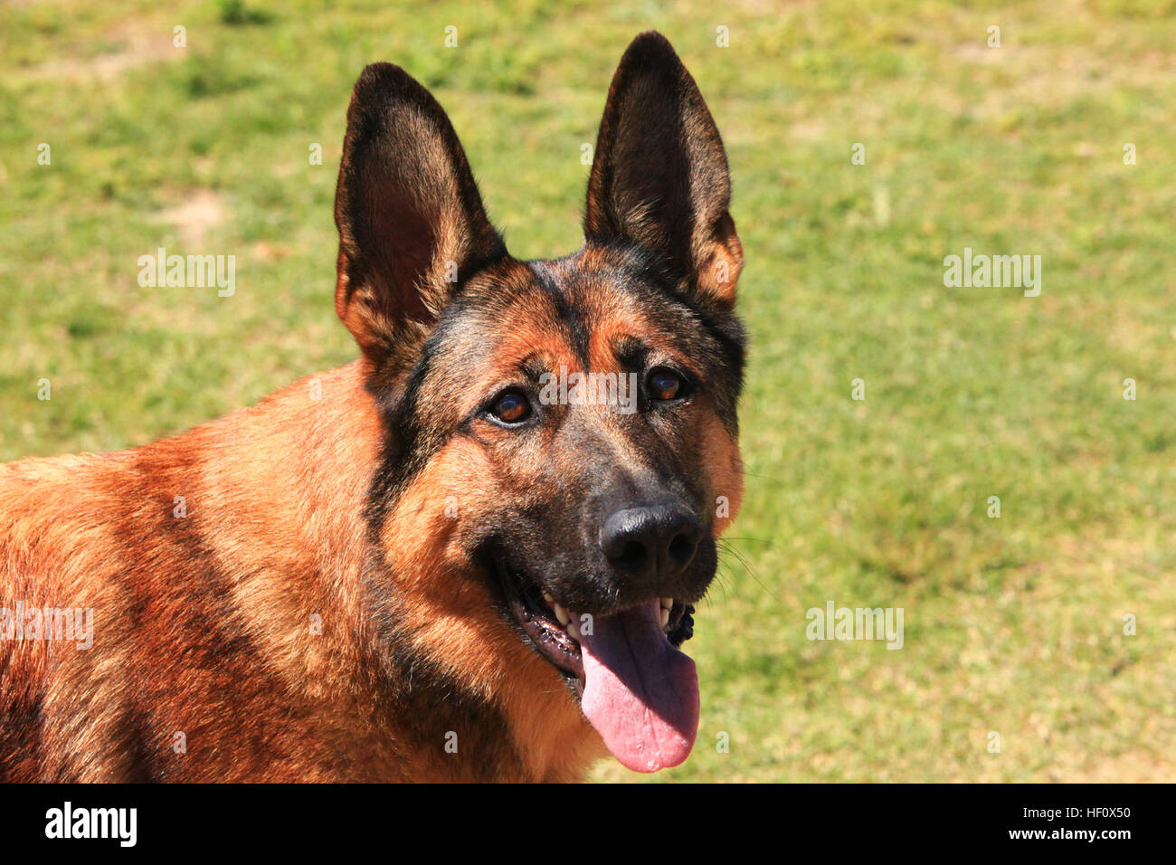 Lucca, a 8-year-old Belgian Malinois military working dog, waits for a ...