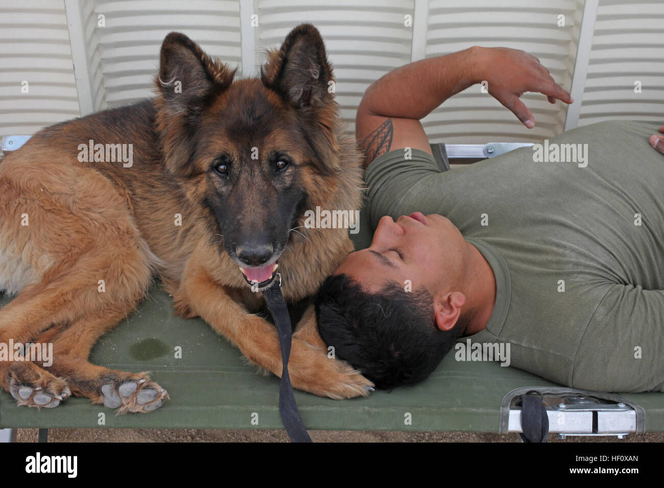 Military working dog, Aron, a 6-year-old German Sheppard, and a combat tracker dog, takes a break with his handler, Cpl. Fidel Rodriguez, from 1st Law Enforcement Battalion, I Marine Expeditionary Force, during Large Scale Exercise-1, Javelin Thrust 2012, July 12. Rodriguez, 22, is from Del Rio, Texas. 1st Law Enforcement Battalion 120712-M-PF875-002 Stock Photo
