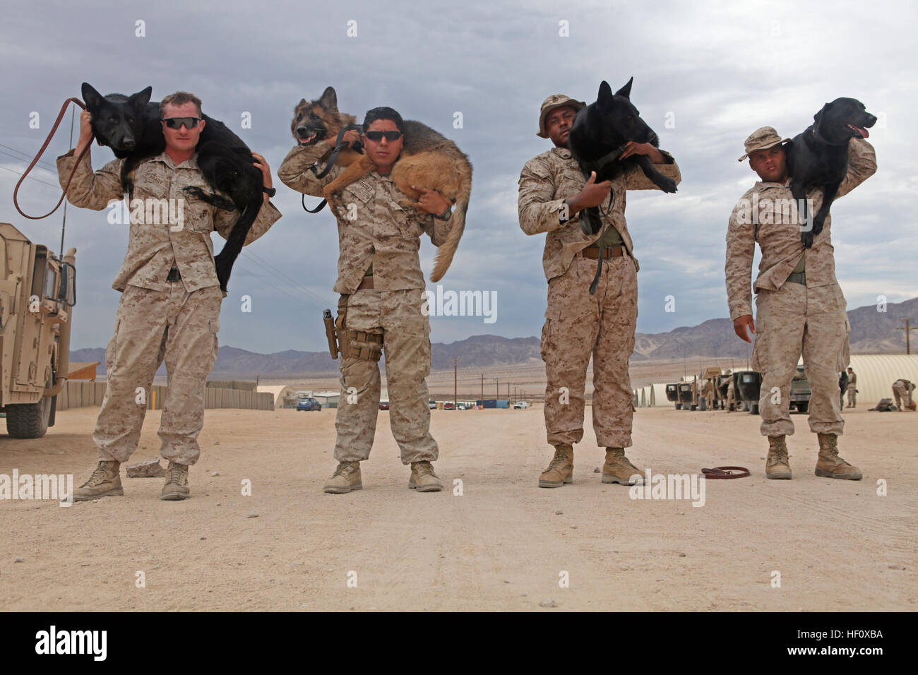 Military working dog handlers with 1st Law Enforcement Battalion, I Marine Expeditionary Force, have been participating in Large Scale Exercise-1, Javelin Thrust 2012. (From left to right: Cpl. John Brady, with his patrol explosive detector dog, Tesa. Cpl. Fidel Rodriguez, with his combat tracker dog, Aron. Cpl. Dwight Jackson, with his patrol explosive detector dog, Hugo. Lance Cpl. Isaiah White, with his specialized search dog, Moxie). 1st Law Enforcement Battalion 120712-M-PF875-027 Stock Photo